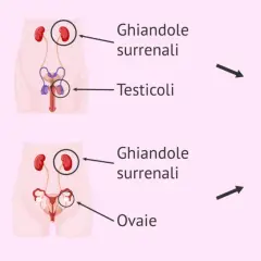 Schema del ciclo maschile: testicoli e ghiandole surrenali producono testosterone. Donne producono testosterone da ghiandole surrenali e ovaie.