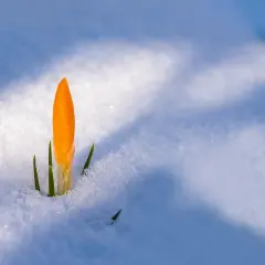 Un croco arancione spunta dalla neve, simbolo di crescita post traumatica e rinascita dopo il gelo.