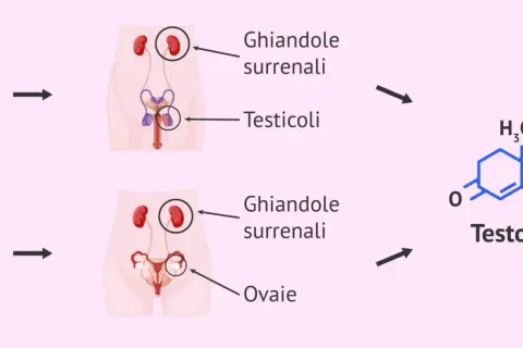 Schema del ciclo maschile: testicoli e ghiandole surrenali producono testosterone. Donne producono testosterone da ghiandole surrenali e ovaie.