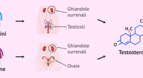 Schema del ciclo maschile: testicoli e ghiandole surrenali producono testosterone. Donne producono testosterone da ghiandole surrenali e ovaie.