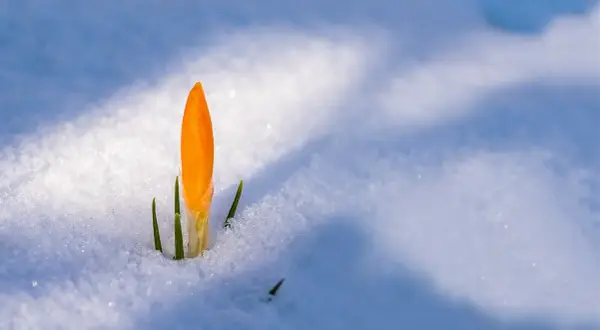 Un croco arancione spunta dalla neve, simbolo di crescita post traumatica e rinascita dopo il gelo.