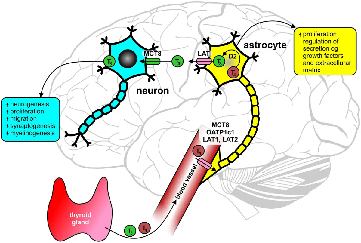 La tiroide rilascia ormoni che influenzano neuroni e astrociti nel cervello, cruciali per sviluppo e funzioni cognitive, con implicazioni per la depressione.
