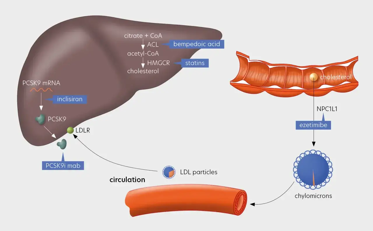 Ezetimibe blocca l'assorbimento del colesterolo nell'intestino, aiutando a ridurre i livelli nel sangue.