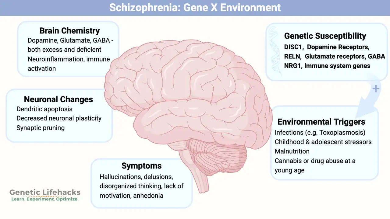 La schizofrenia &egrave; ereditaria, influenzata da geni e fattori ambientali. L'immagine mostra un cervello con aree che descrivono suscettibilit&agrave; genetica, chimica cerebrale, cambiamenti neuronali, sintomi e fattori scatenanti ambientali.