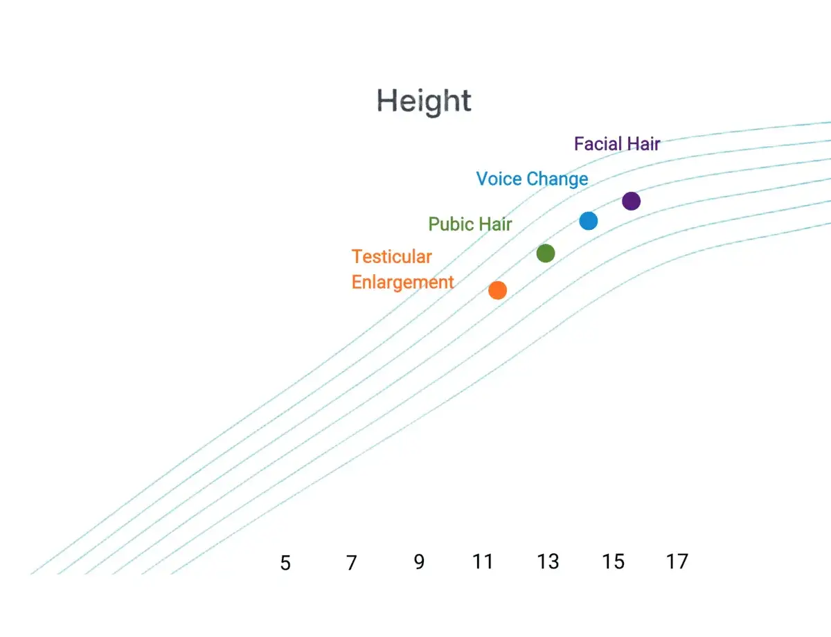 Grafico che mostra le tappe dello sviluppo maschile e fino a che et&agrave; si cresce, con punti che indicano ingrossamento testicolare, peli pubici, cambio voce e peli facciali.
