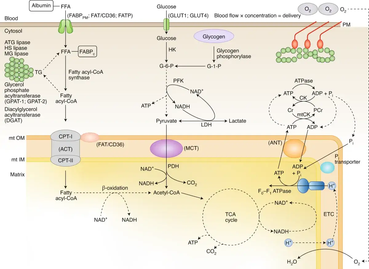 Il diagramma illustra il metabolismo energetico cellulare, mostrando come il piruvato si converte in lattato tramite LDH, un processo legato all'acido lattico.