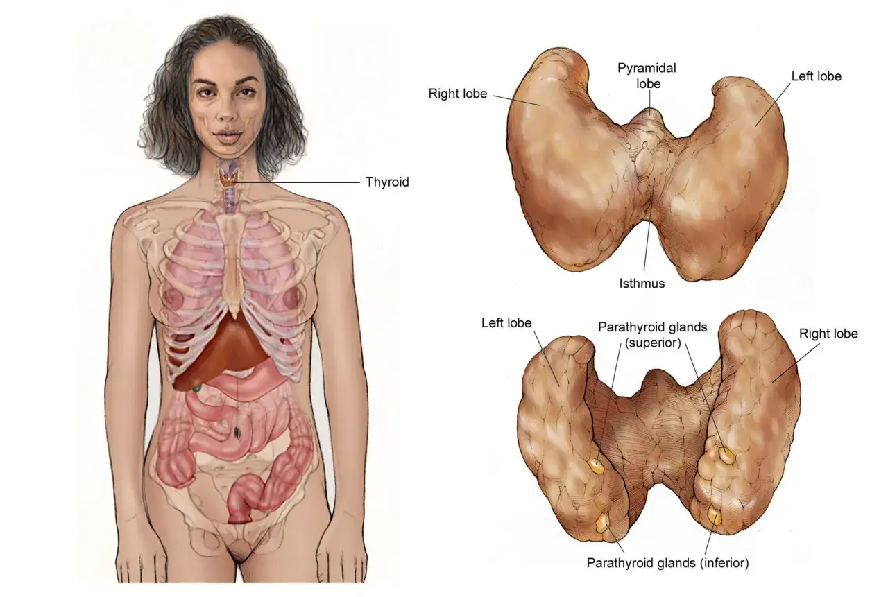 Anatomia della tiroide e delle paratiroidi. La tiroide, situata nel collo, è fondamentale per il metabolismo. I suoi sintomi nelle donne possono variare.
