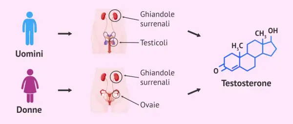 Schema del ciclo maschile: testicoli e ghiandole surrenali producono testosterone. Donne producono testosterone da ghiandole surrenali e ovaie.