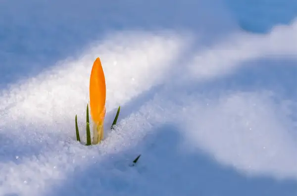 Un croco arancione spunta dalla neve, simbolo di crescita post traumatica e rinascita dopo il gelo.